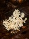 Fungi: Crested Coral (Clavulina coralloides)